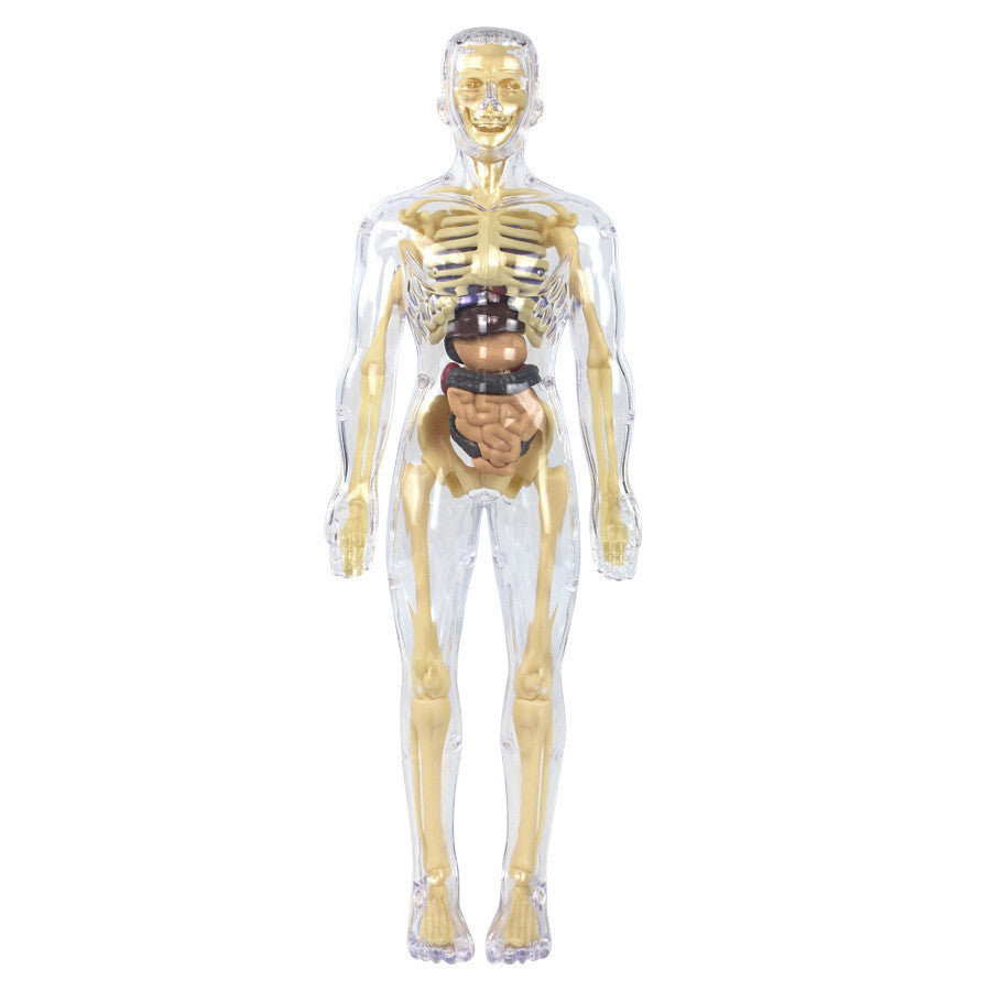 3D Human Body Skeleton