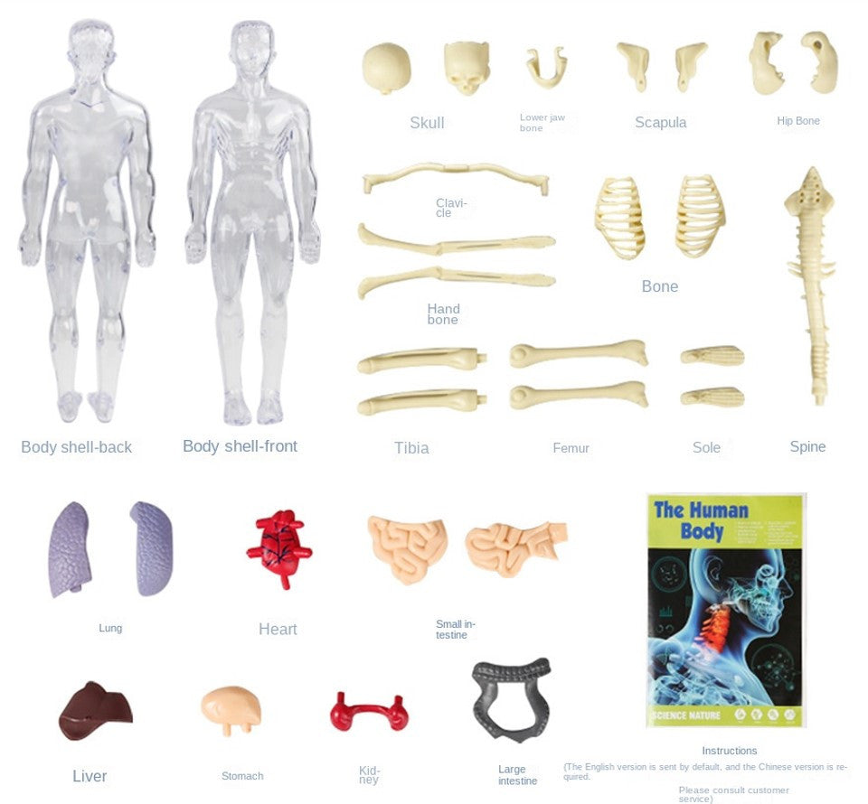 3D Human Body Skeleton