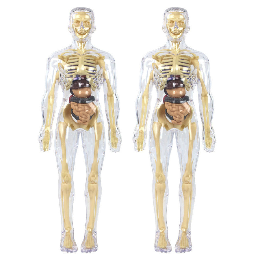 3D Human Body Skeleton